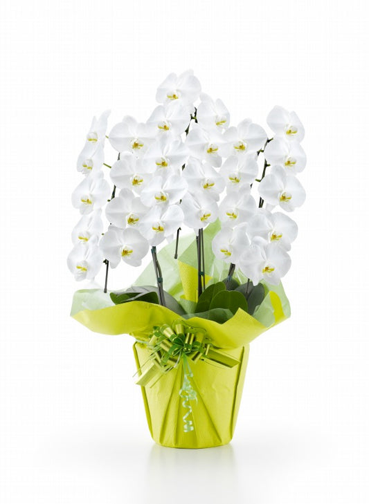 胡蝶蘭 白大輪 3本立ち
27輪以上(つぼみ込み)