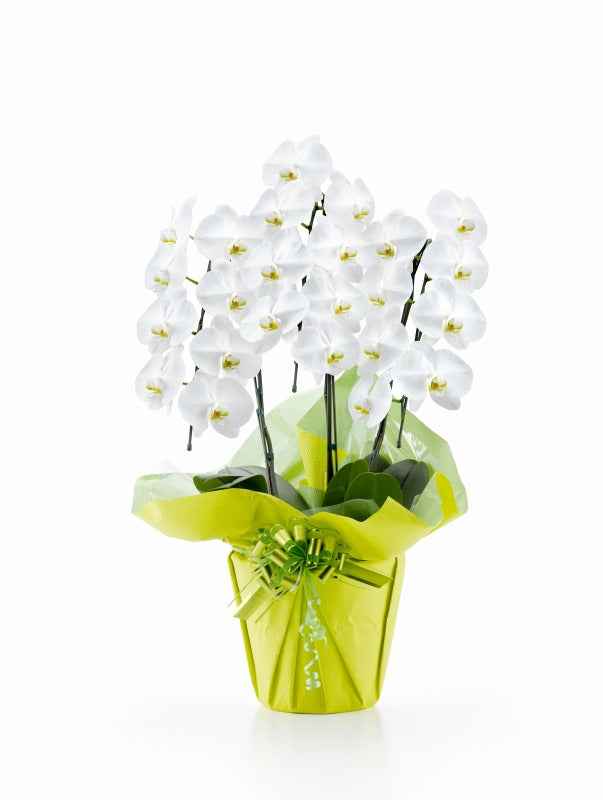 胡蝶蘭 白大輪 3本立ち
30輪以上(つぼみ込み)