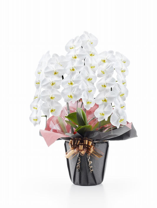 胡蝶蘭 白大輪 3本立ち33輪以上(つぼみ込み)