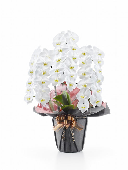 胡蝶蘭 白大輪 3本立ち
39輪以上(つぼみ込み)