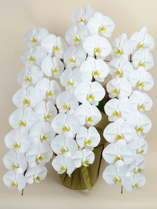 胡蝶蘭 白大輪 3本立ち
42輪以上(つぼみ込み)