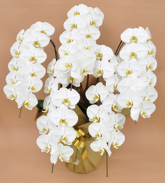 胡蝶蘭 白大輪 5本立ち
50輪以上(つぼみ込み)