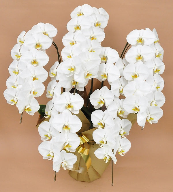胡蝶蘭 白大輪 5本立ち
55輪以上(つぼみ込み)