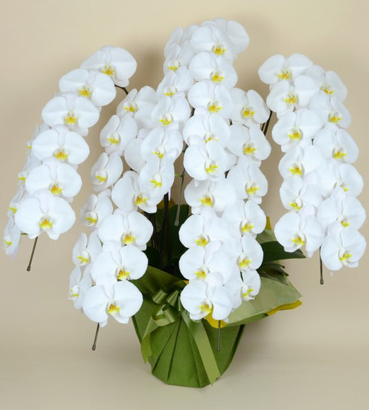 胡蝶蘭 白大輪 5本立ち
60輪以上(つぼみ込み)